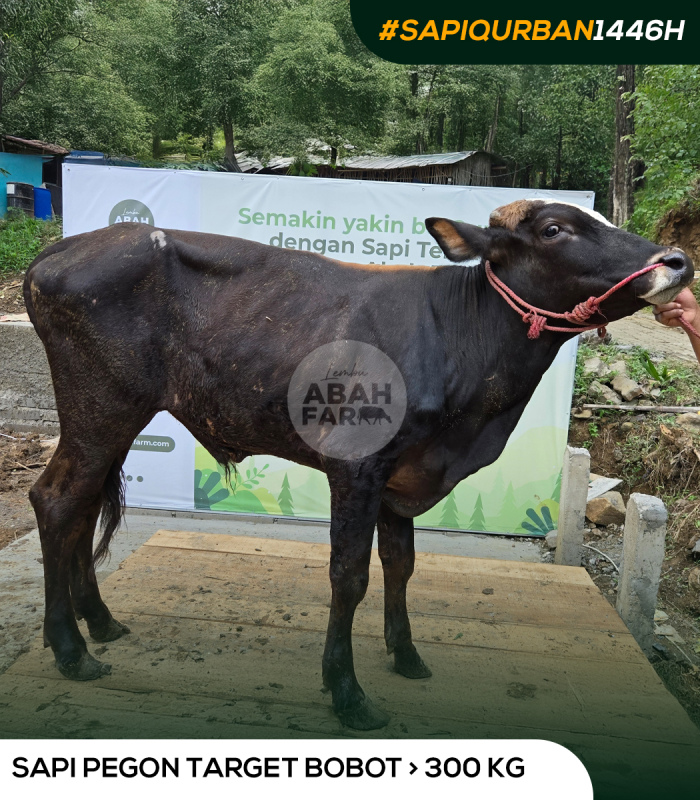 TARGET BOBOT 378 KG
