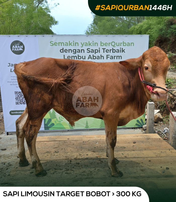 TARGET BOBOT 346 KG