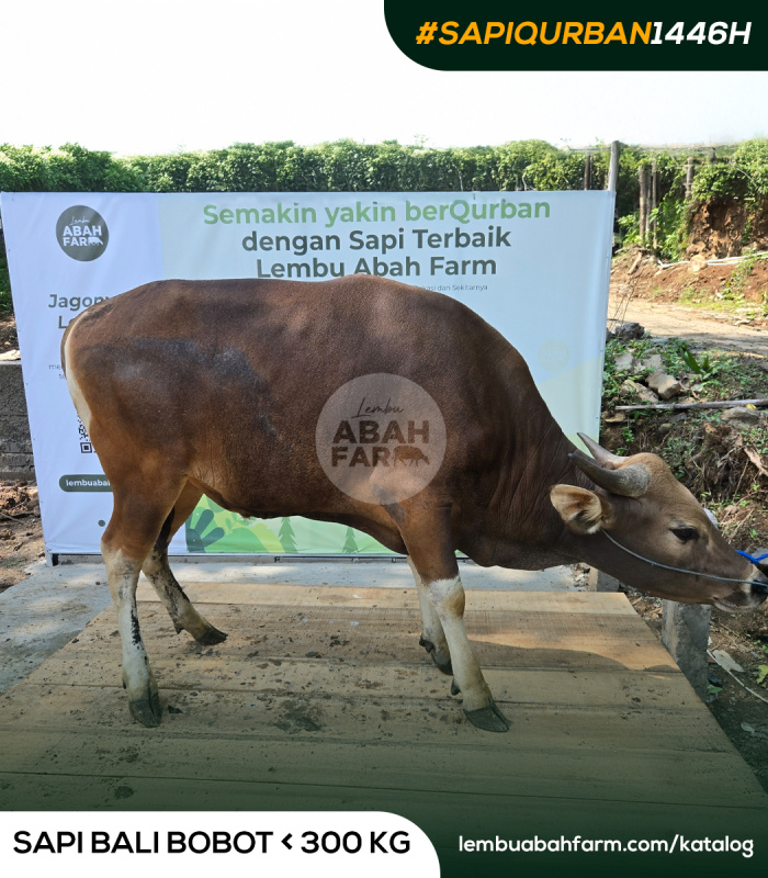 TARGET BOBOT 317 KG