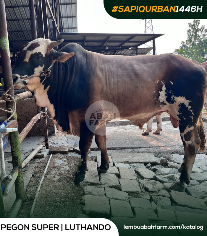 TARGET BOBOT 753 KG