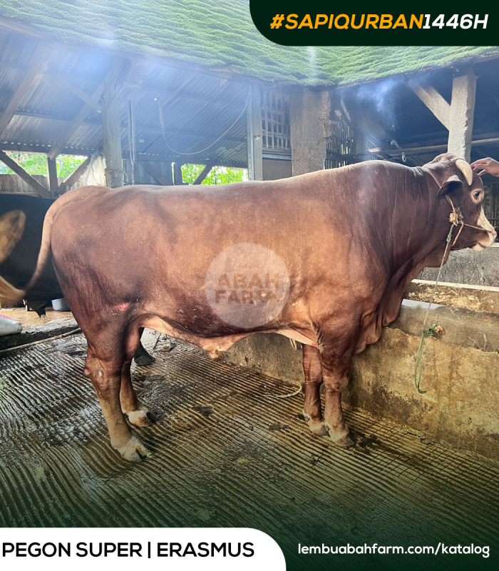 TARGET BOBOT 751 KG