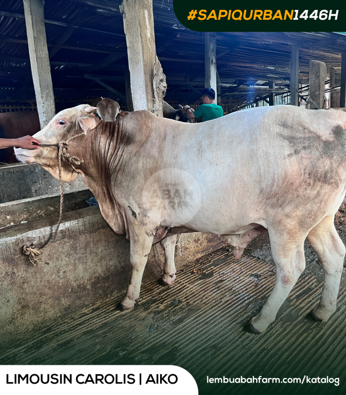 TARGET BOBOT 726 KG