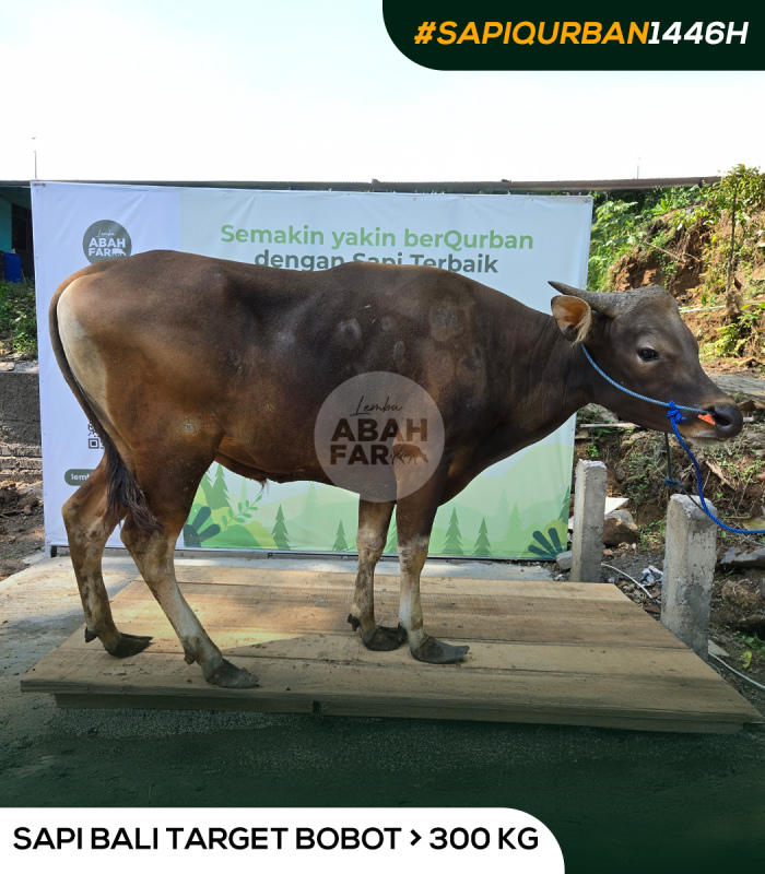 TARGET BOBOT 459 KG