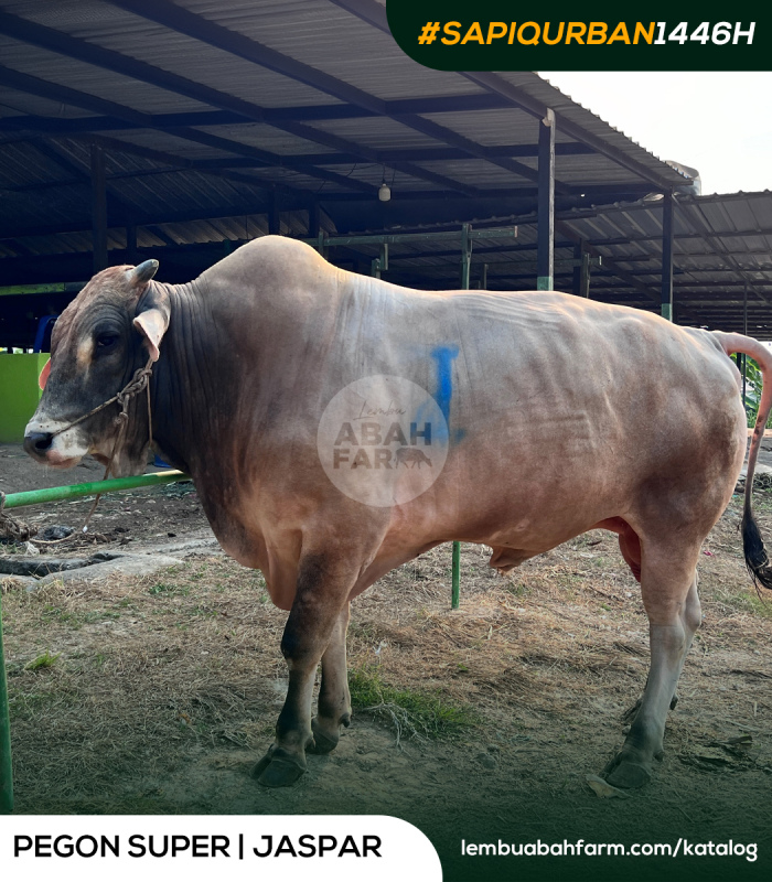 TARGET BOBOT 864 KG